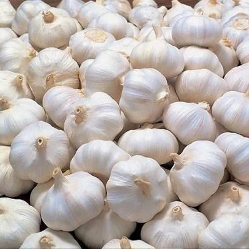 Fresh Garlic